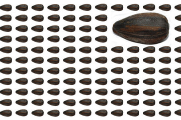 Sunflower seeds on a white background.