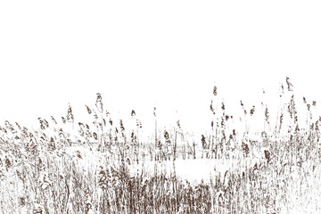 Thickets of reeds. Stalks of reeds on a white background. - obrazy, fototapety, plakaty