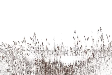 Foto op Canvas Thickets of reeds. Stalks of reeds on a white background. © TetianaUA