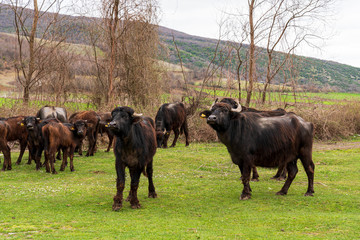Flock of black angus cattles on a cow paddock 