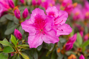 Closeup macro photo of a star-shaped pink rhododendron flower with raindrops on petals set against a pink and green background.