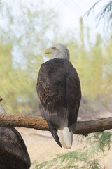 A perched bald eagle