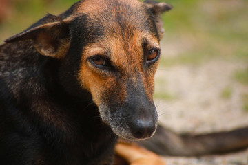 Closeup of a brown dog on the sand.