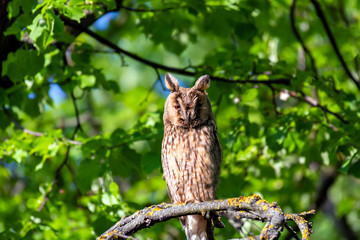 The long-eared owl is sitting on a branch