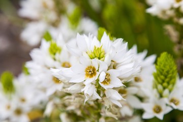 close up of white flowers