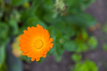 orange flower on green background