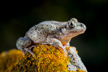 Adult female of Common midwife toad, Alytes obstetricans basking over a granite rock covered with yellow lichen