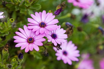 Obraz premium pink flowers in the garden