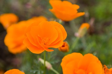 Obraz premium orange poppy flower
