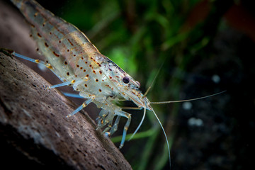 A detailed picture of a Caridina serratus or japonica, is a popular aquarium shrimp that feeds on algae.