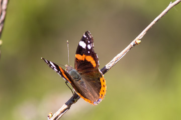 Beautiful black and yellow butterfly in the nature
