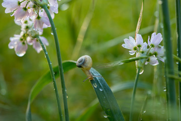 A small snail crawling over a green Allium leaf after a spring rain. Presence of snails is not a sign of pest or infestation. They are one of our garden neighbours.