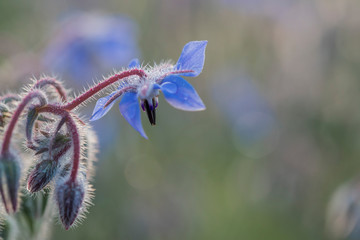 Close up photo of wild borage, Borago officinalis, flowers in a spring field. This plant is very popular because it's healthy properties and is used in cooking, salads and herbolaries.