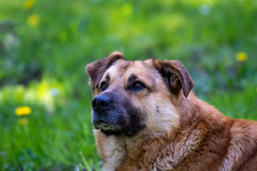 Portrait of an old dog on the grass