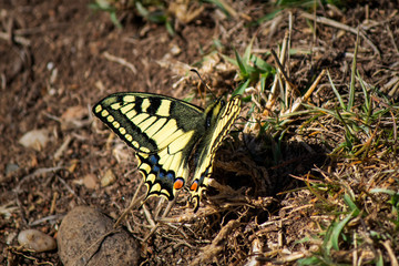 Beautiful black and yellow butterfly in the nature