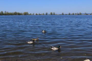 A view of Lake Constance (Bodensee) from the shores of Hard, Vorarlberg, Austria