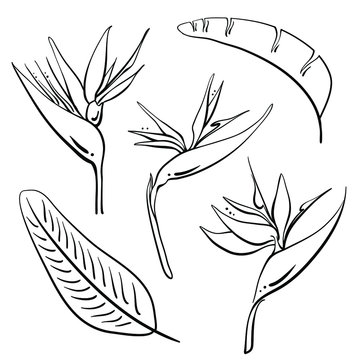 Bird of paradise, strelitzia reginae flowers and leaves. Hand drawn black line sketch of tropical flowers and leaves isolated on white background. Vector illustration