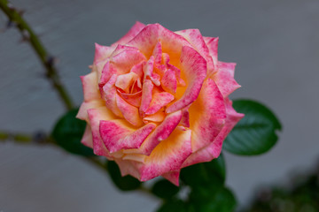Closeup photo of a French Rose, Rosa gallica. The flower displays white, yellow, and pink colors. 