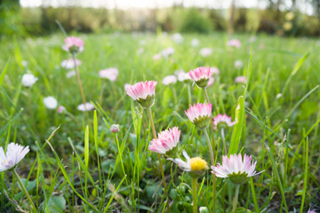 Summer landscape with  white daisy field  flowers and green grass.