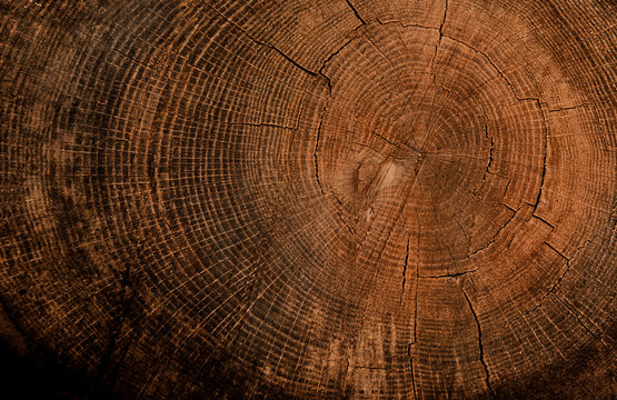 Natural vintage wood tree rings textured background. End grain of tree section.