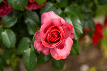 Closeup photo of a single dark pink or blush colored rose as seen from above against a green leafy background.