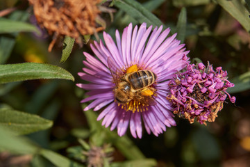 Autumn. The bee (lat. Anthophila) collects the last nectar and pollen from chrysanthemum flowers.