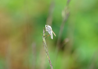 Nahansicht einer weißen Stilettfliege