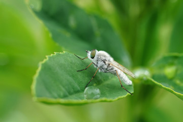 Nahansicht einer weißen Stilettfliege