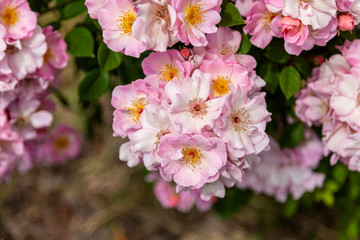 Closeup of clusters of pink and white azaleas against a blurry brown and green background.
