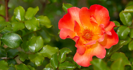 A closeup photo of a single tropicana rose against a shallow depth of field leafy background. Rose  has an orange center surrounded by yellow with reddish-orange petals.