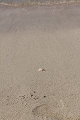 A broken seashell on the fine sand of the famous Balos Beach in Crete Island, Greece. 