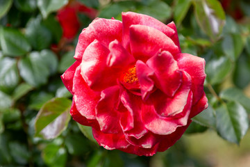 A closeup macro photo of a  single red and white bi-colored rose set against a blurry green background.
