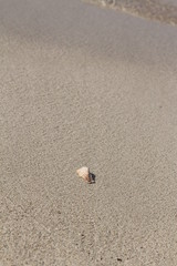 A broken seashell on the fine sand of the famous Balos Beach in Crete Island, Greece. 