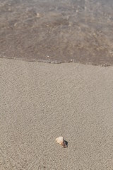A broken seashell on the fine sand of the famous Balos Beach in Crete Island, Greece. 