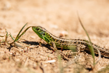 Lizard on the sand background of the average plan