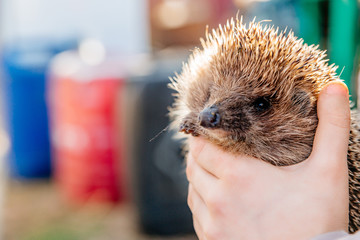 Hedgehog in the hand of a man close up on the right against the background of plastic tanks
