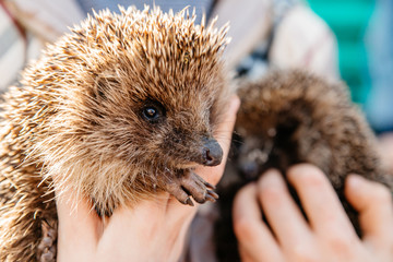 Hedgehog close up on the left