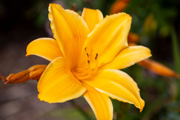 Closeup photo of  a yellow hibiscus flower.