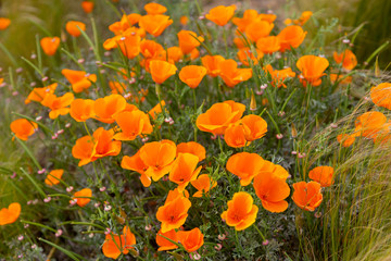 An above view of a field of orange California poppies. Eschscholzia californica.