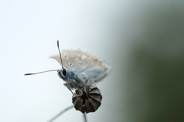 Nahansicht eines Schmetterlings - Bläuling