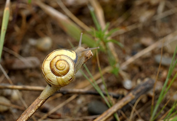Nahansicht einer Gartenschnecke