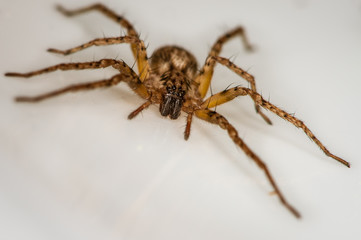 Domestic house spider. The detailed macro image of a little brown domestic house spider on the white background