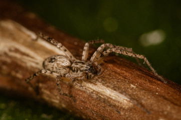 Domestic house spider. The detailed macro image of a little brown domestic house spider on the stick with the green background