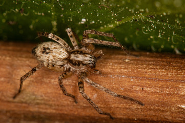 Domestic house spider. The detailed macro image of a little brown domestic house spider on the stick with the green background