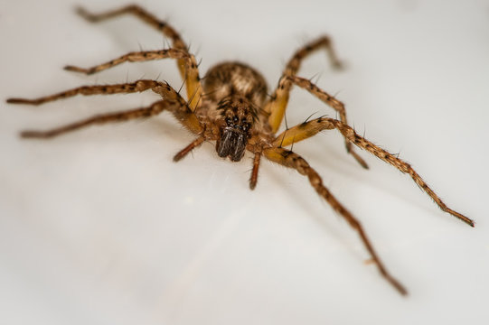 Domestic house spider. The detailed macro image of a little brown domestic house spider on the white background
