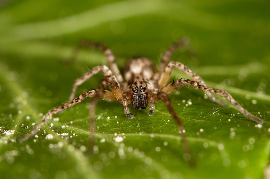 Domestic house spider. The detailed macro image of a big brown domestic house spider on the green leaf