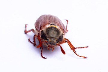 cockchafer on white background