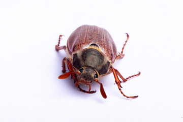 cockchafer on white background