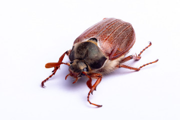 cockchafer on white background