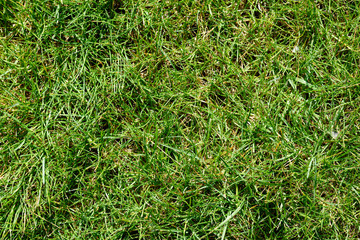 green grass background
